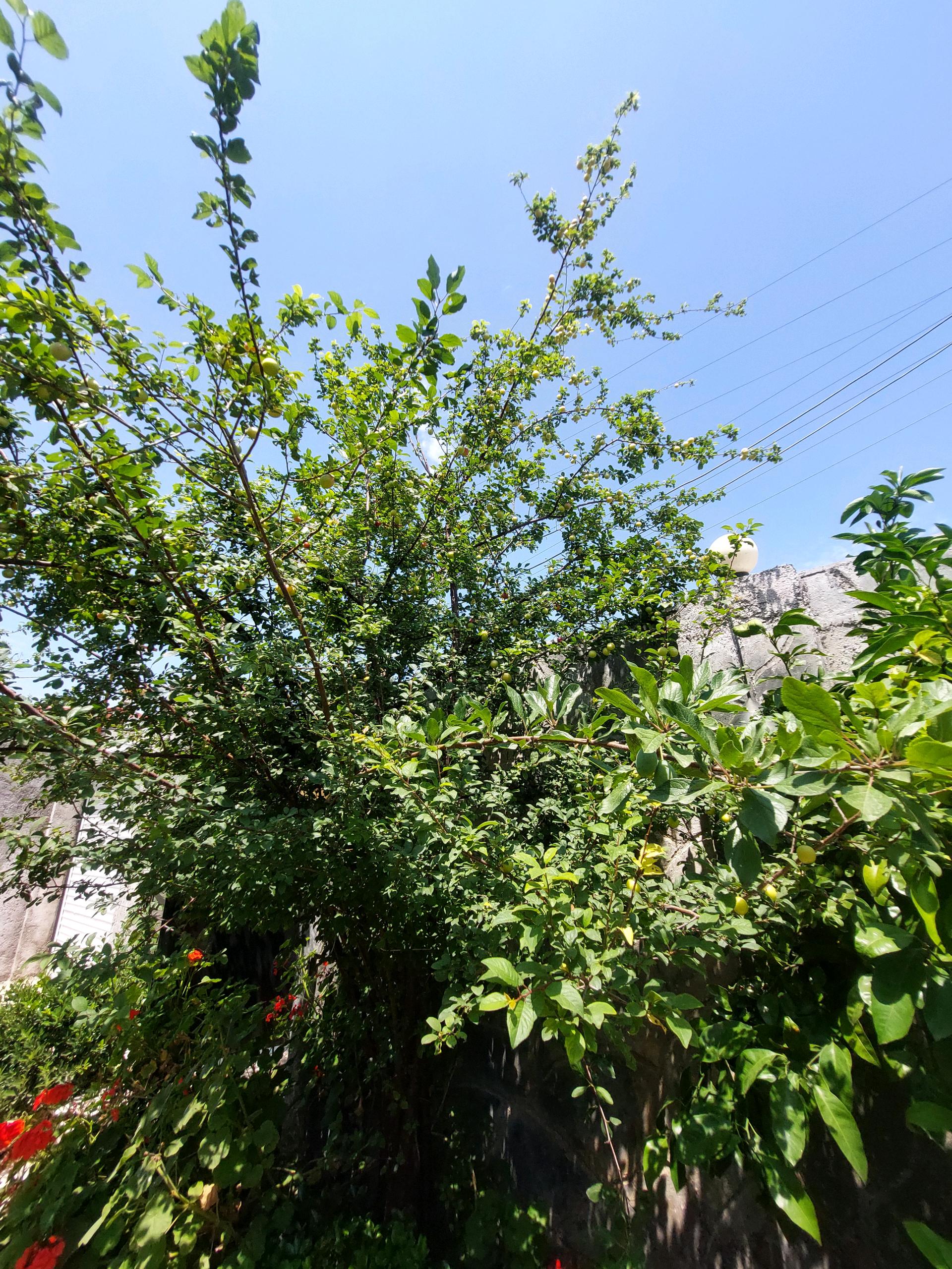 تصویر خانه روستایی در گیلان