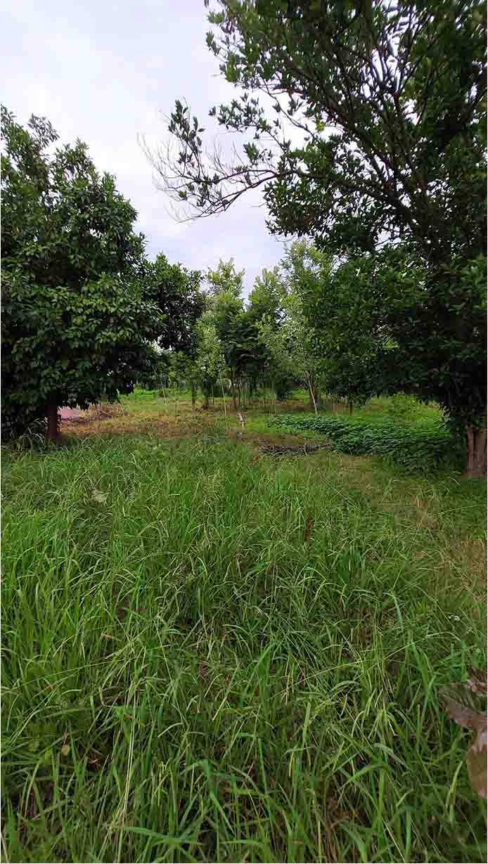 تصویر خانه روستایی در گیلان